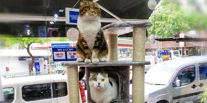 resident cats on cat tree in Leban